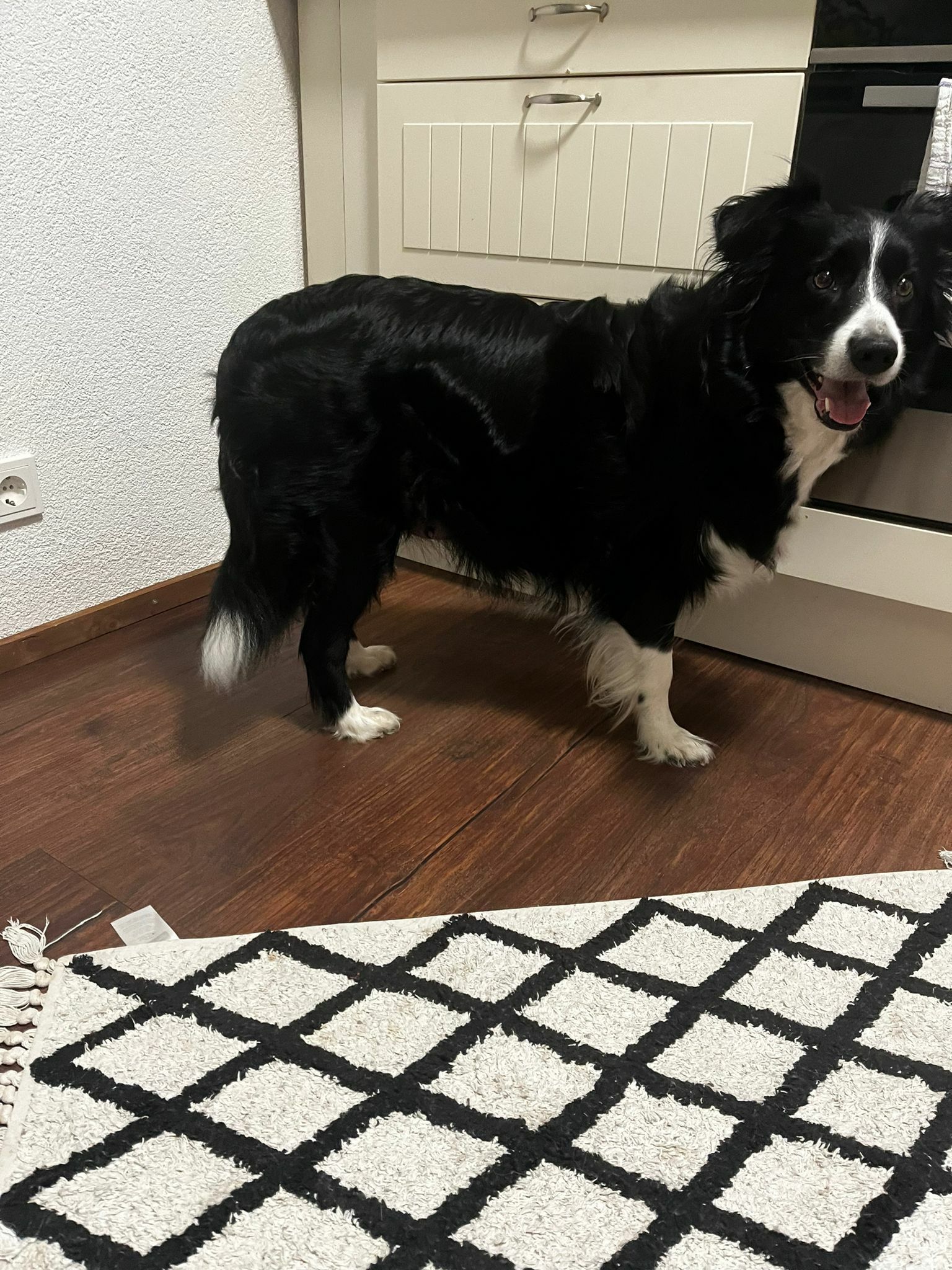 Tag 54 Trächtigkeit 1 Tag 54 Trächtigkeit 1