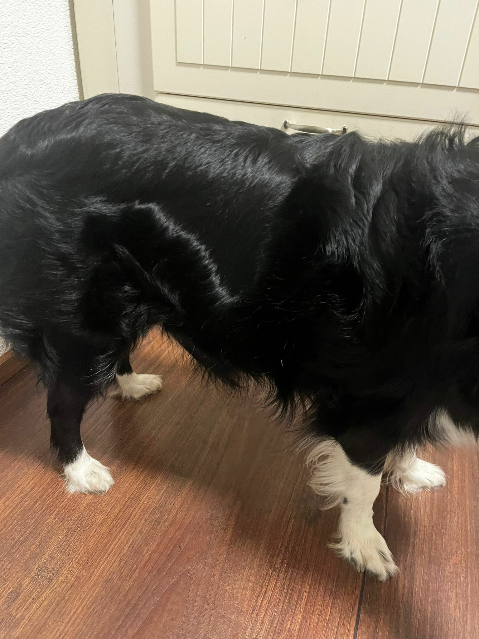 Tag 54 Trächtigkeit 3 Tag 54 Trächtigkeit 3